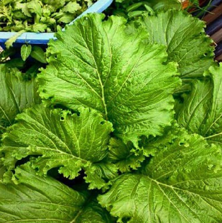 Hạt giống rau cải mào gà cao sản