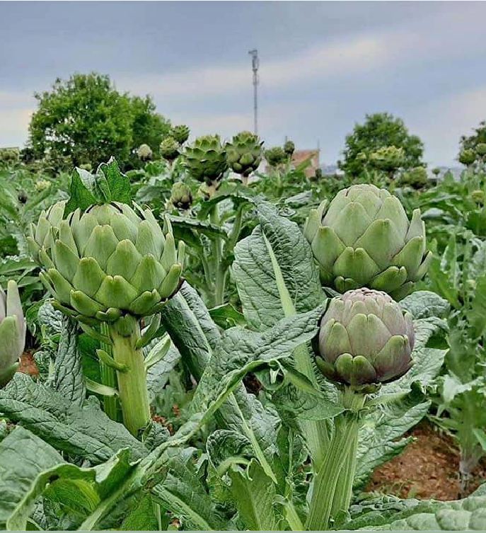 Hạt Giống Cây Atiso Xanh Đà Lạt