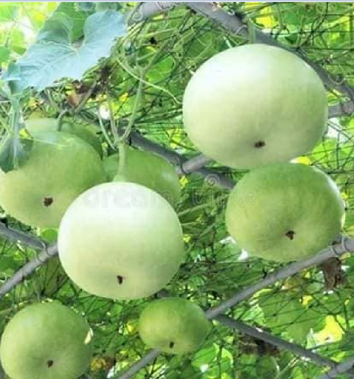 Hạt Giống Bầu Quả Tròn F1
