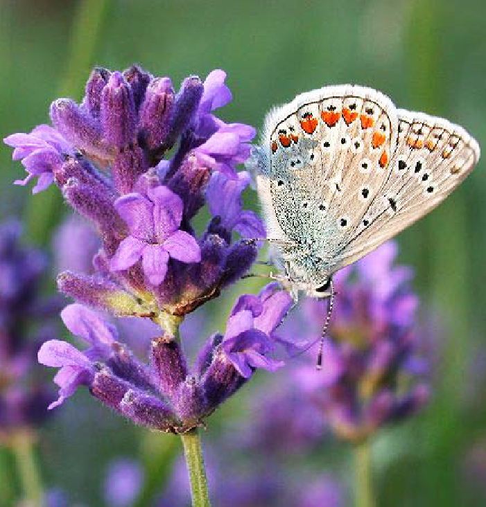 Hạt Giống Hoa Oải Hương ( Lavender)