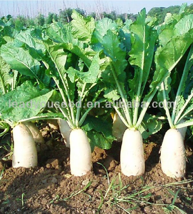 Hạt Giống Củ Cải Trắng Bạch Tuyết F1