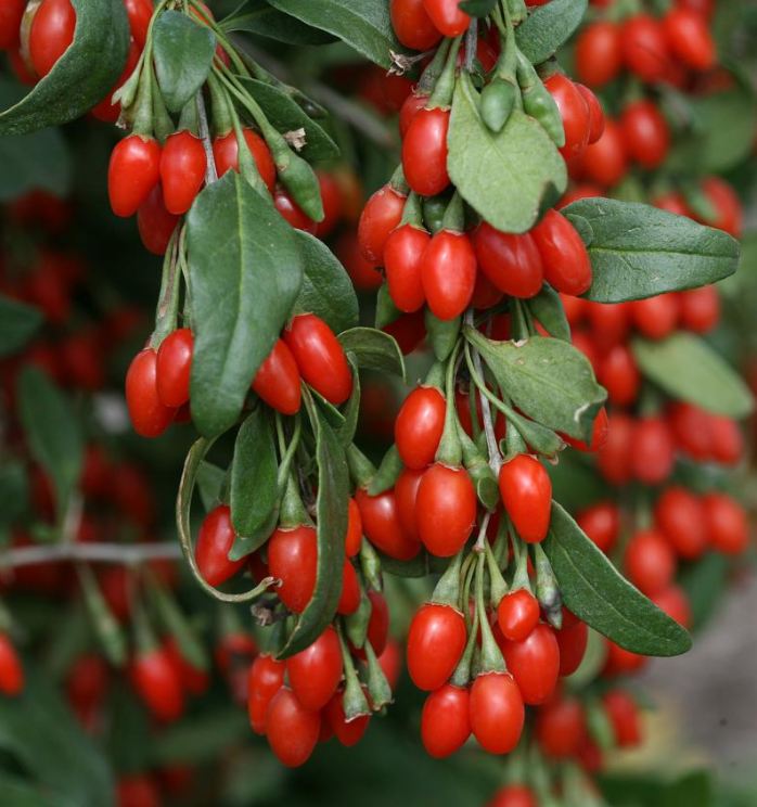 Hạt Giống Quả Câu Kỷ Tử - GojiBerry
