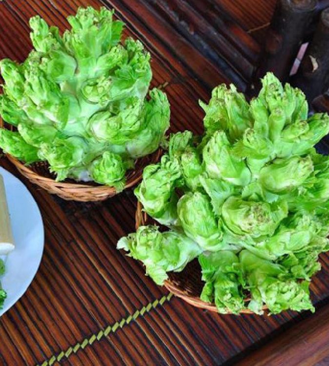 Hạt Giống Rau Cải Mầm Đá Sapa