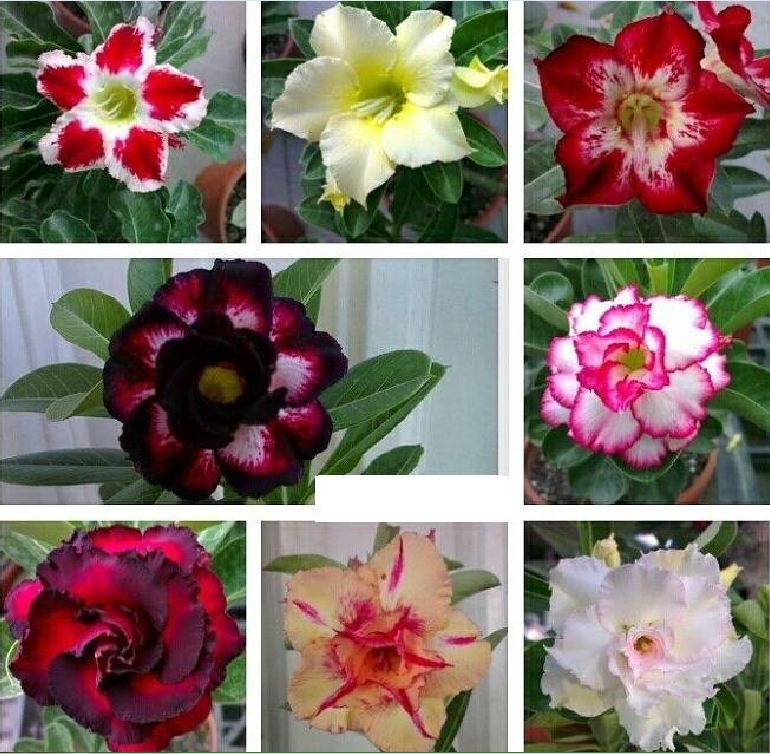 Hạt giống hoa sứ thái mix màu