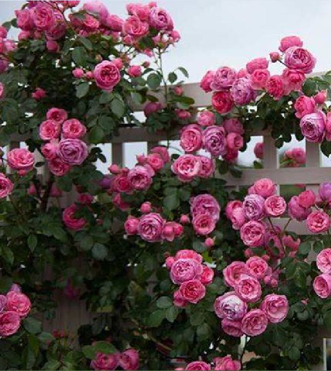 Hạt Giống Hoa Hồng Leo Pháp Mix Màu