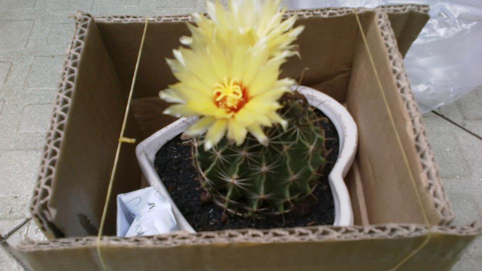 Hạt giống hoa xương rồng hamato