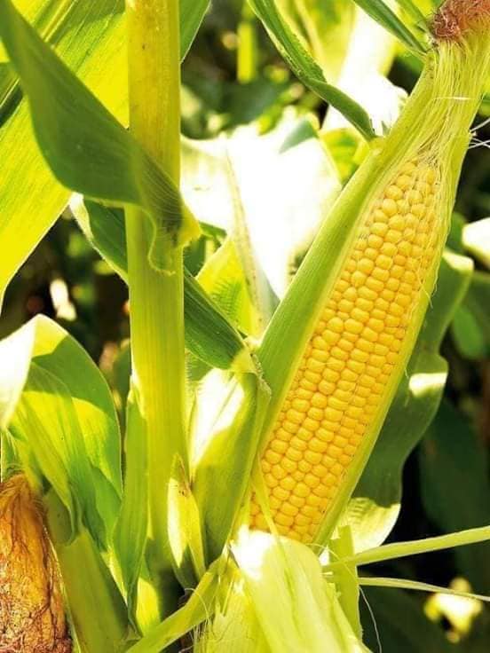 Hạt giông Ngô Siêu Ngọt Vàng