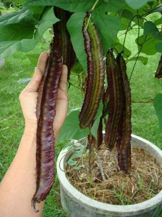 Hạt Giống Dậu Rồng Tím Thái Lan