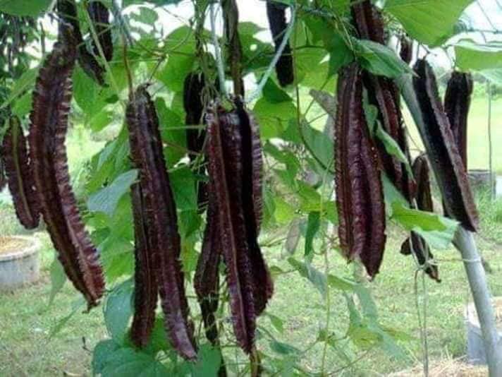 Hạt Giống Dậu Rồng Tím Thái Lan