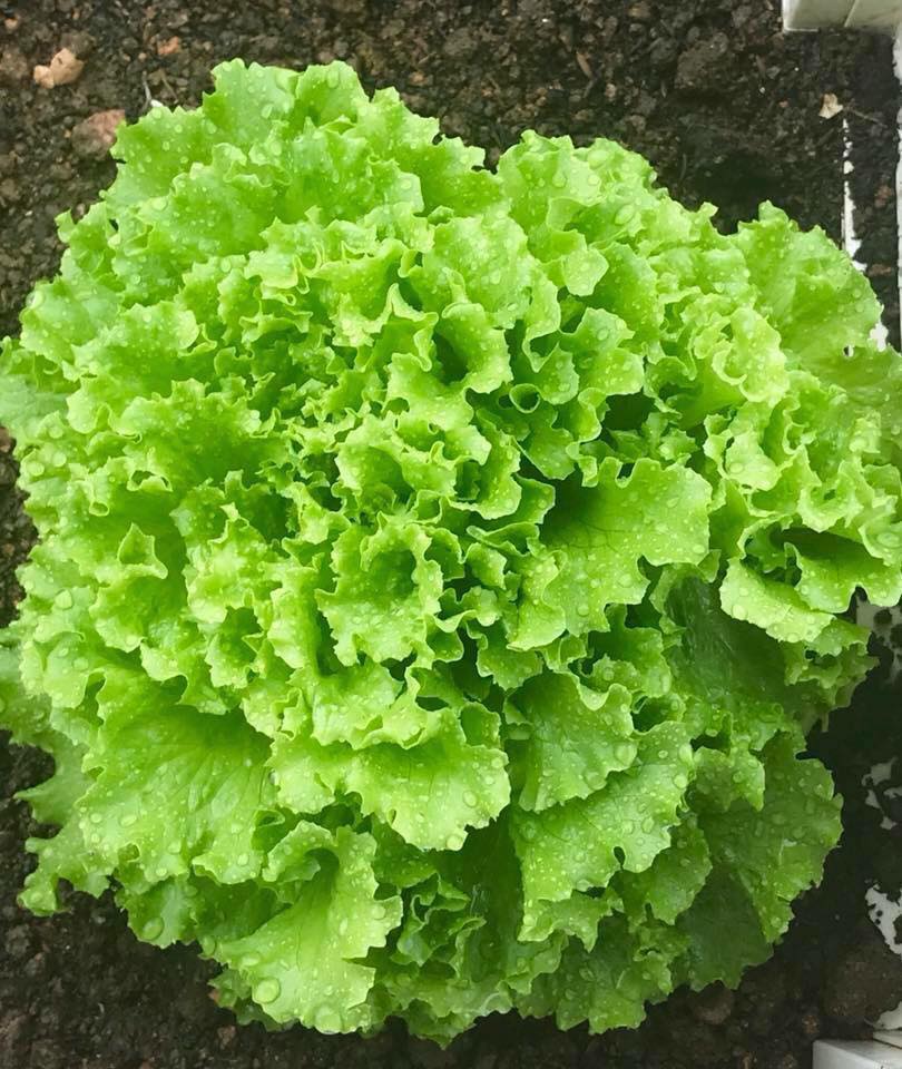 Hạt Giống Xà Lách Xoăn Xanh Cao Sản - Gói 5gram