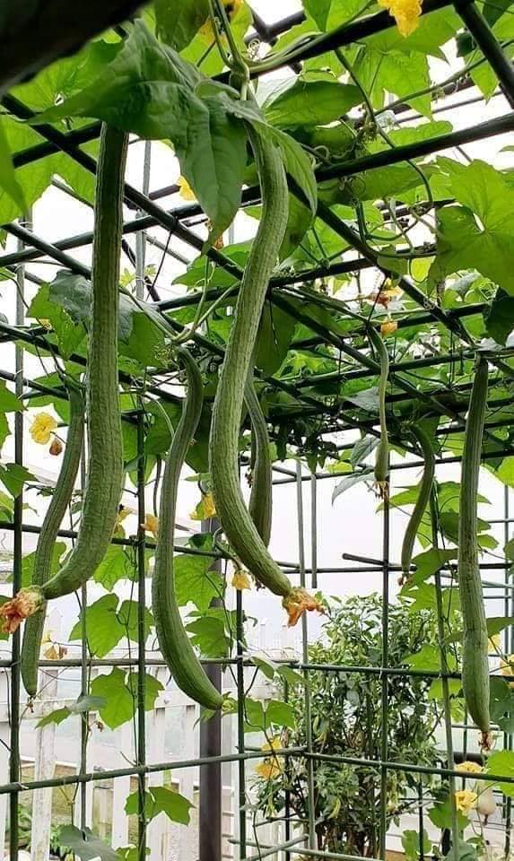 Hạt Giống Mướp Hương Trái Dài F1