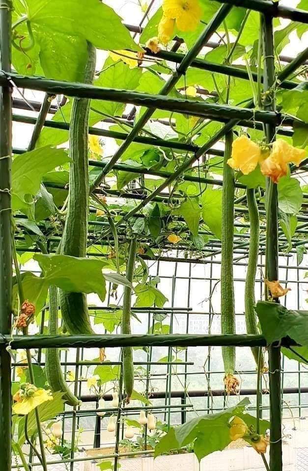 Hạt Giống Mướp Hương Trái Dài F1