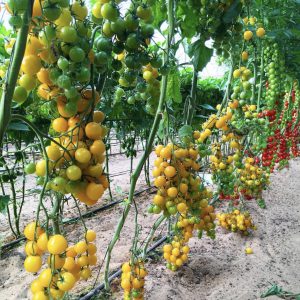 Hạt Giống Cà Chua Bi Vàng (Cà Chua Cherry) F1
