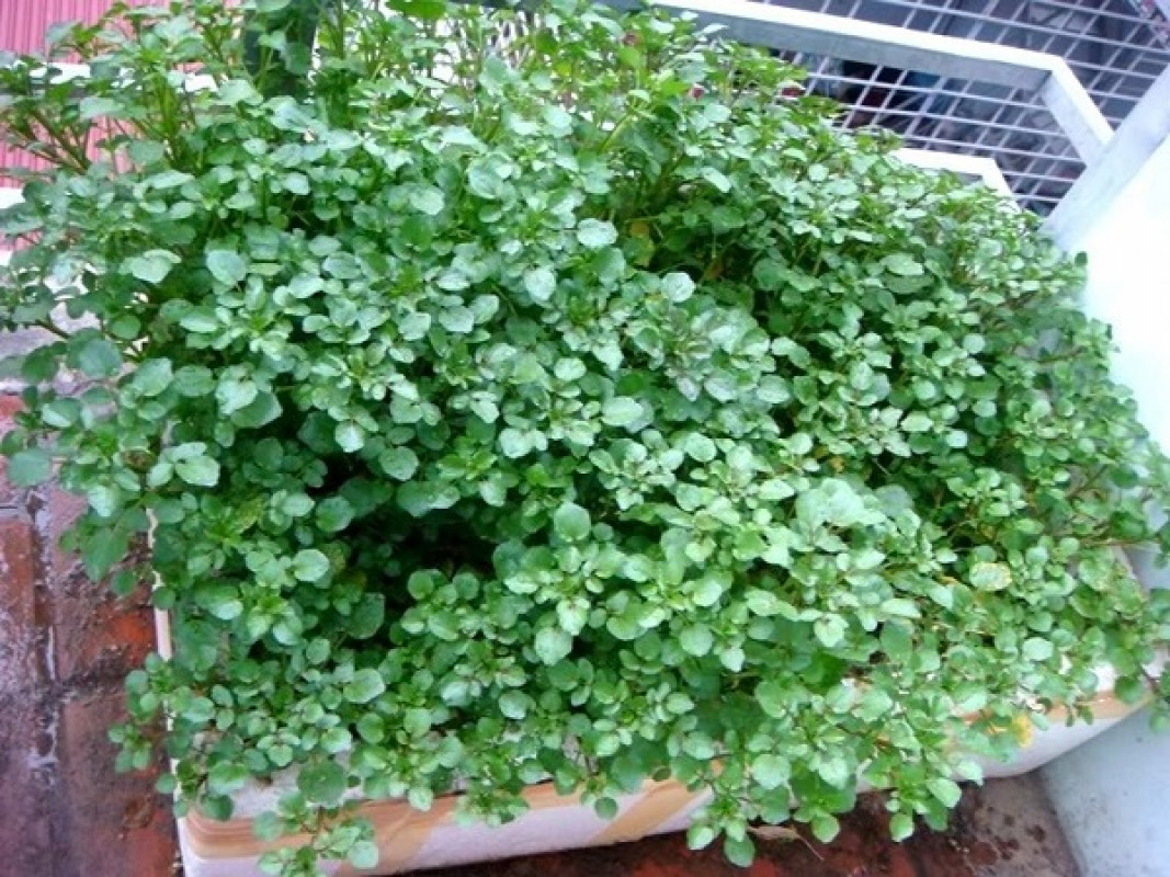 Hạt Giống Xà Lách Xoong Mỹ - Gói 0.2gram