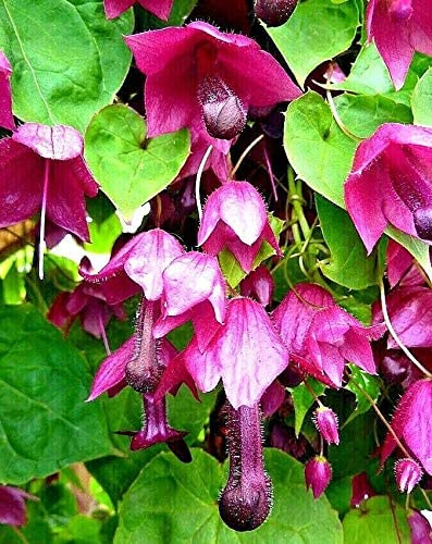 Hạt Giống Hoa Chuông Tím 2 Tầng Dây Leo