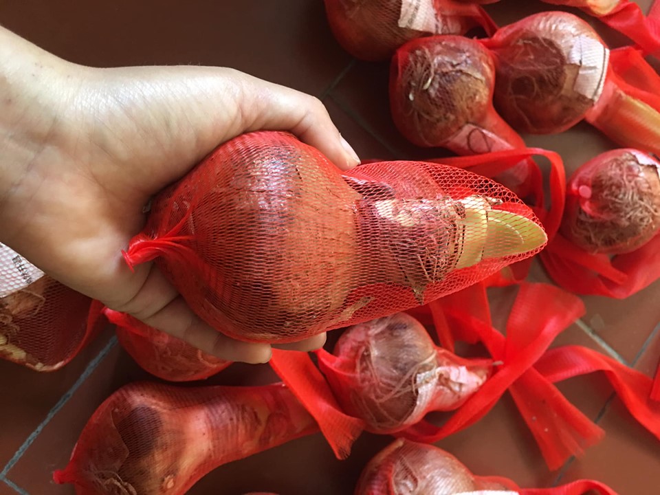 Củ giống hoa lan huệ kép hà lan hoa màu hồng NK2 - 1 củ