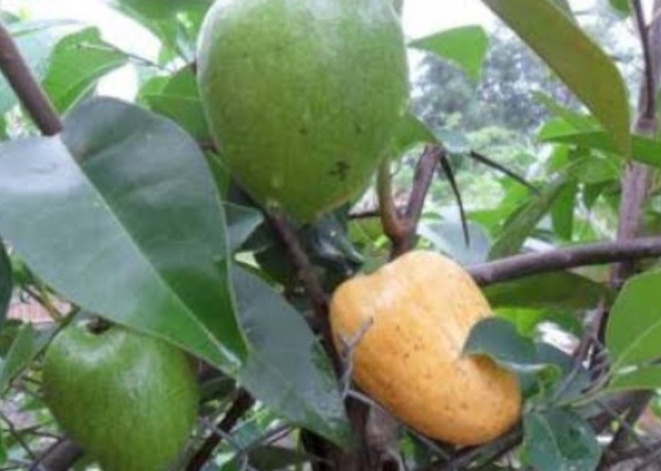 Hạt Giống Cây Bình Bát Thân Gỗ