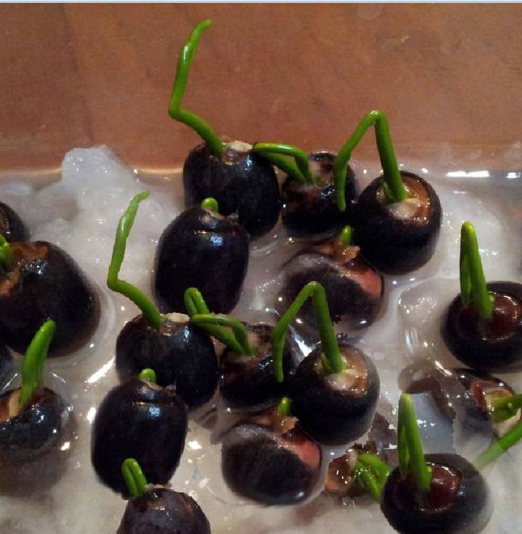 Hạt Giống Hoa Sen Bách Diệp Đỏ