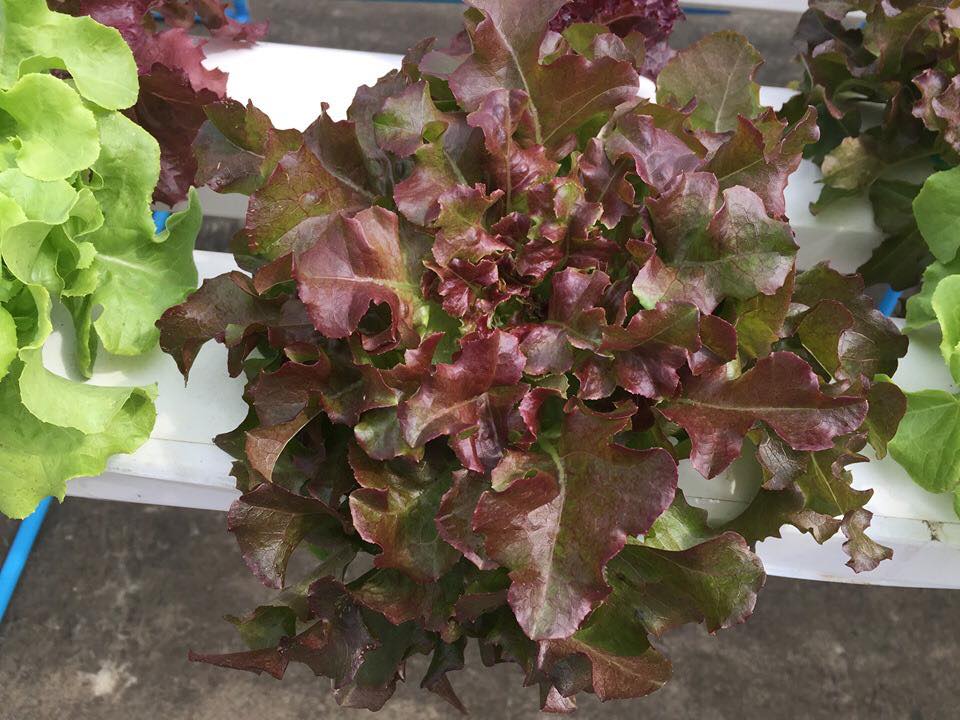 Hạt Giống Rau Xà Lách Sồi Đỏ OAKLEAF - Gói 2gram