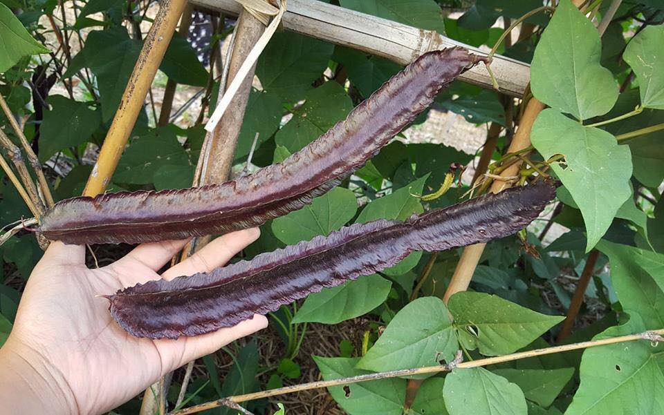 Hạt Giống Dậu Rồng Tím Thái Lan