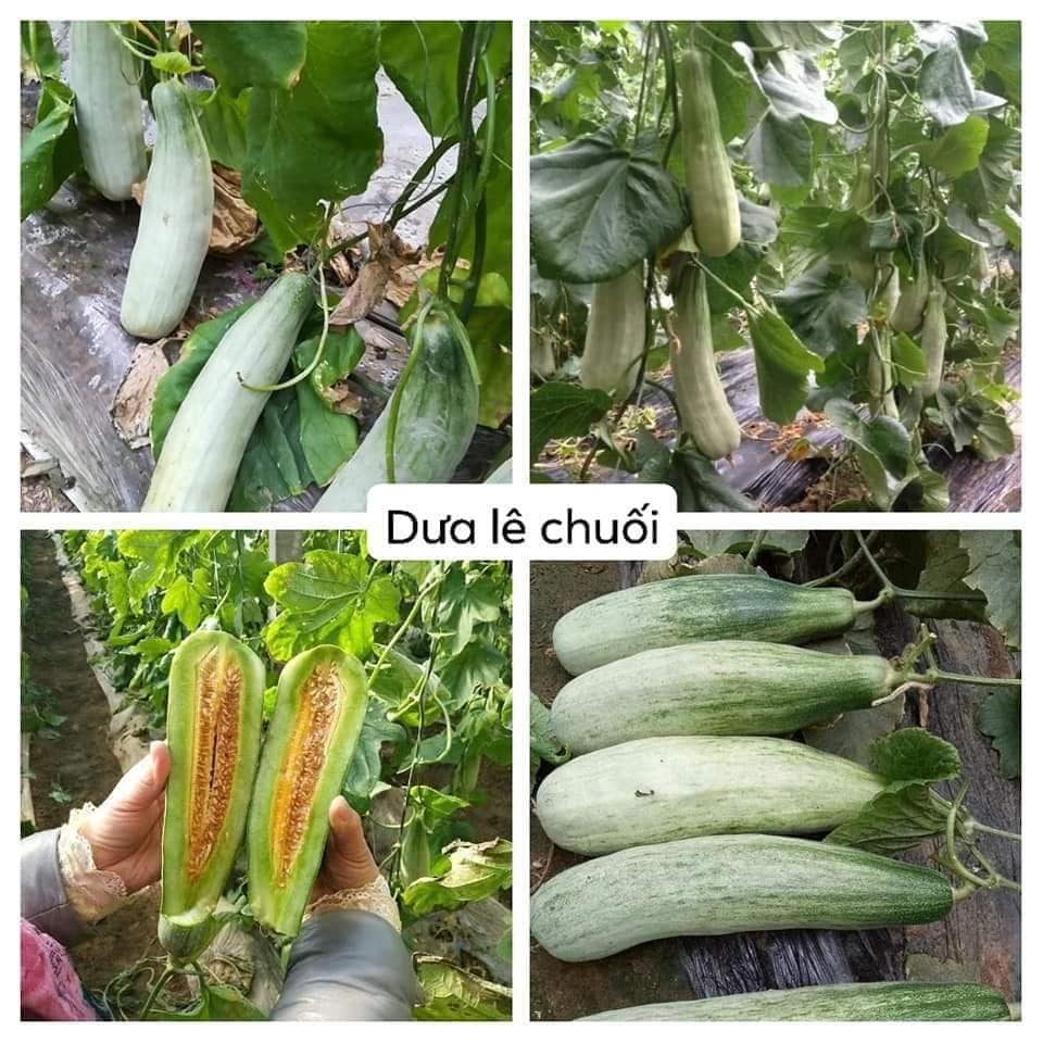 Hạt Giống Dưa Lê Quả Dài Yang Jiao Mi