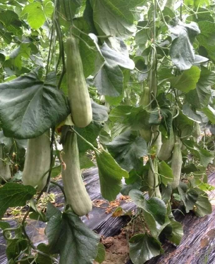 Hạt Giống Dưa Lê Quả Dài Yang Jiao Mi