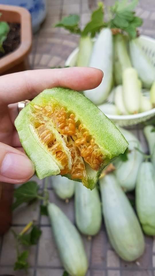 Hạt Giống Dưa Lê Quả Dài Yang Jiao Mi