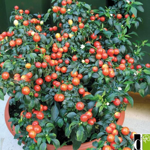 Hạt Giống Ớt Kiểng Quả Tròn