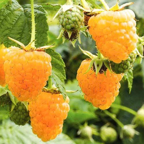 Hạt Giống Quả Mâm Xôi Vàng