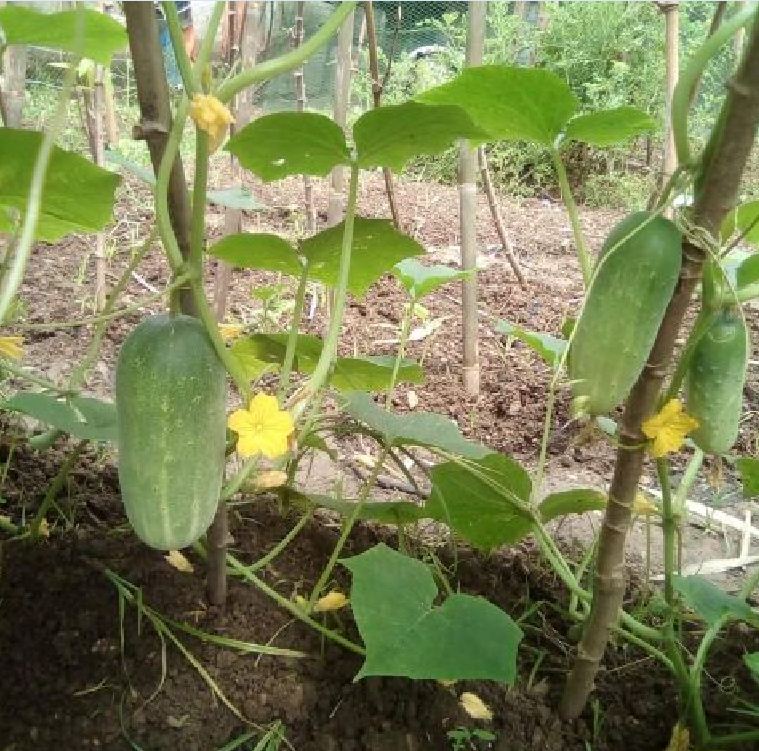 Hạt Giống Dưa Chuột Mèo