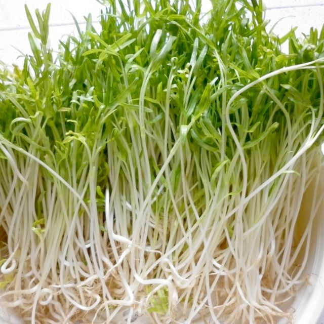 Hạt Giống Mầm Rau Muống - Gói 30gram