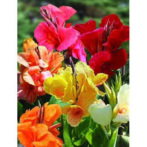 Hoa Chuối Cảnh Nhiều Màu: Sự Lựa Chọn Đầy Sắc Màu Cho Không Gian Của Bạn