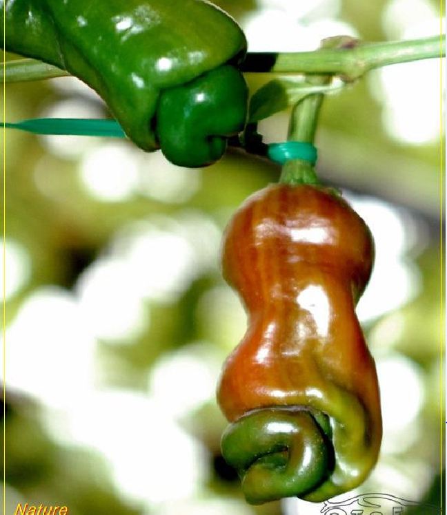 Hạt Giống Ớt Cu Tí ( Ớt Peter )