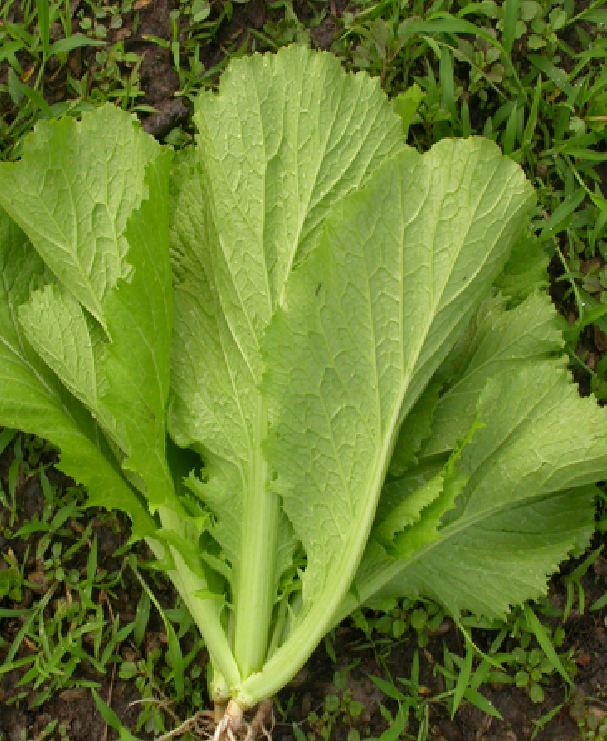 Hạt giống rau cải mào gà cao sản