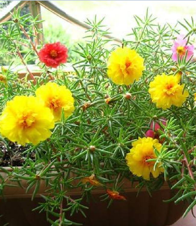 Hạt Giống Hoa Mười Giờ Mỹ Cánh Kép F1