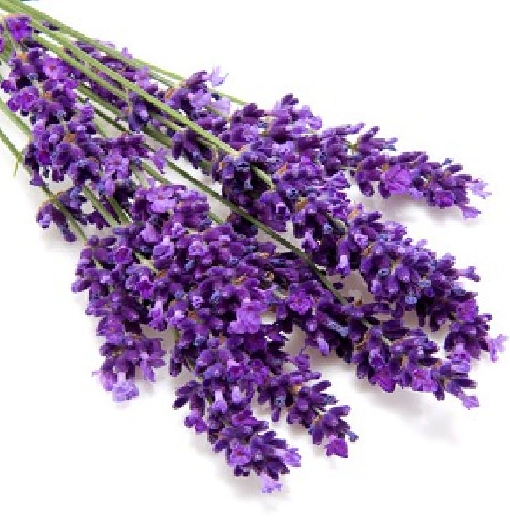Hạt Giống Hoa Oải Hương ( Lavender)