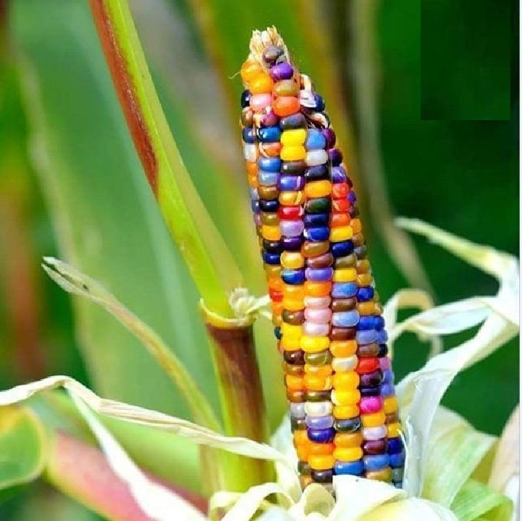 Hạt Giống Ngô Nhiều Màu