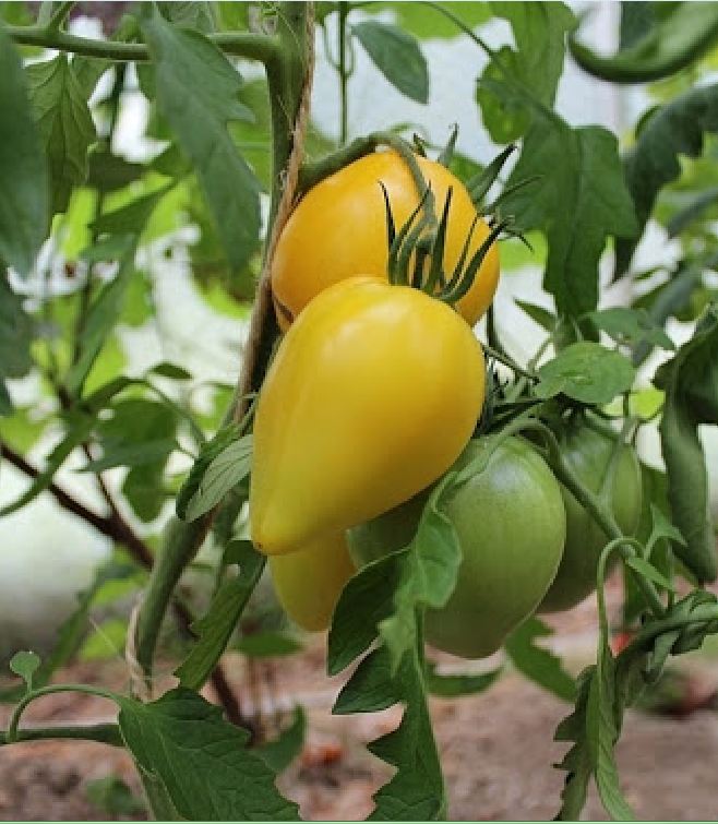 Hạt Giống Cà Chua Trái Tim Vàng