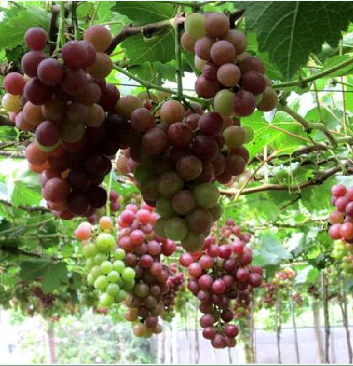Hạt Giống Nho Leo Giàn Pháp