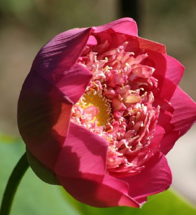 Hạt Giống Hoa Sen Bách Diệp Đỏ