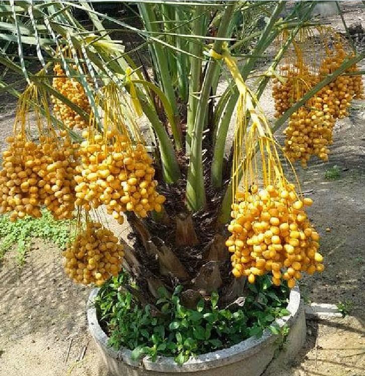 Hạt Giống Chà Là Ăn Trái Trung Đông