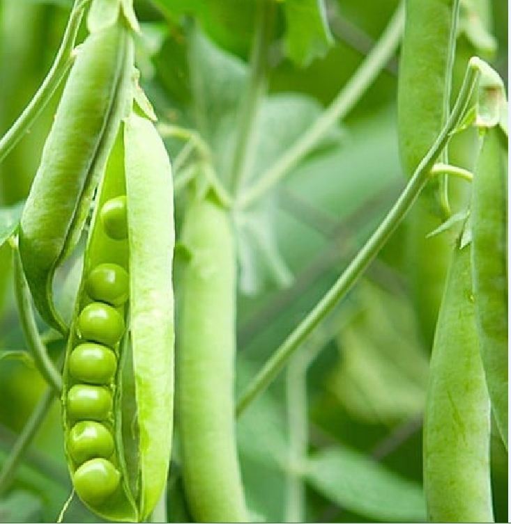 Hạt Giống Đậu Hà Lan Lấy Hạt