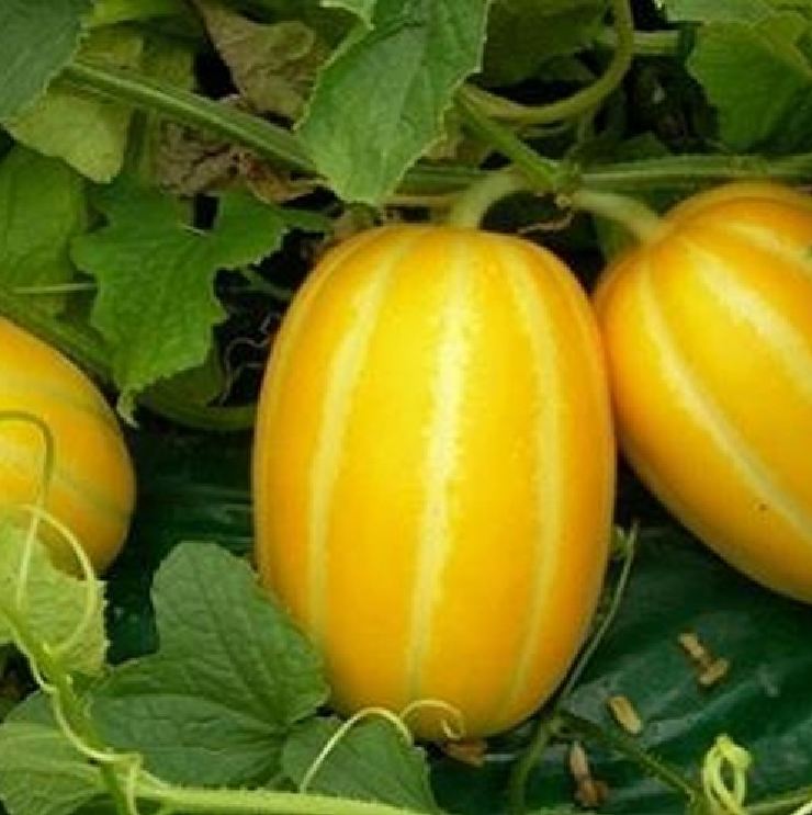 Hạt Giống Dưa Lê Thơm Hàn Quốc F1