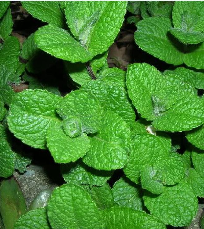 Hạt Giống Húng Bạc Hà Âu