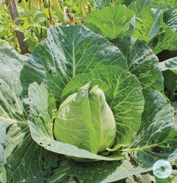 Hạt Giống Bắp Cải Trái Tim Xanh F1