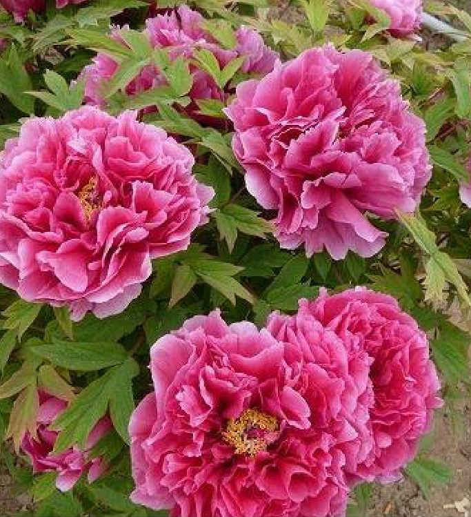 Hạt Giống Hoa Mẫu Đơn Nhiều Màu