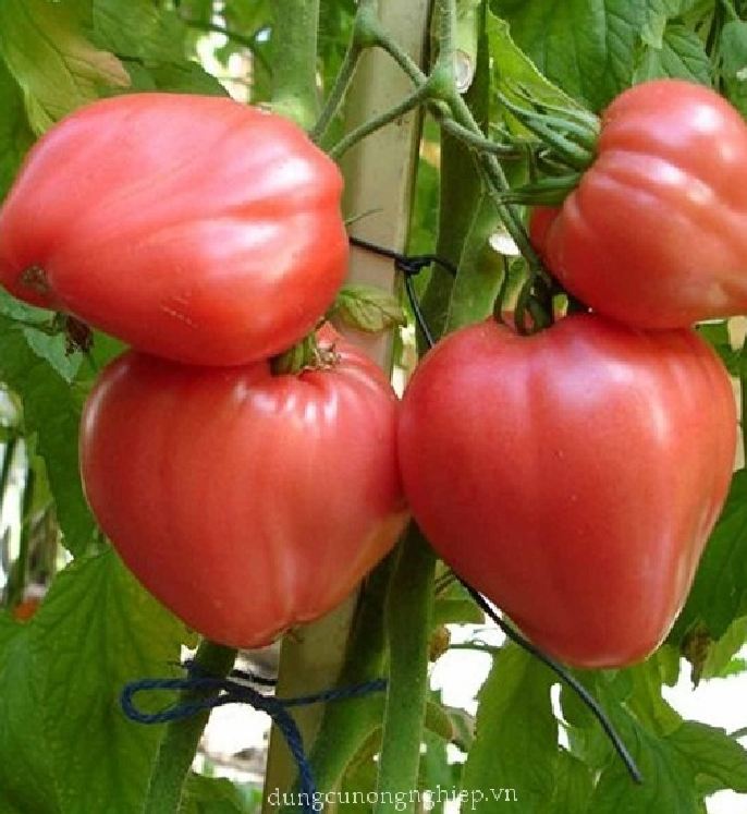 Hạt Giống Cà Chua Trái Tim Đỏ