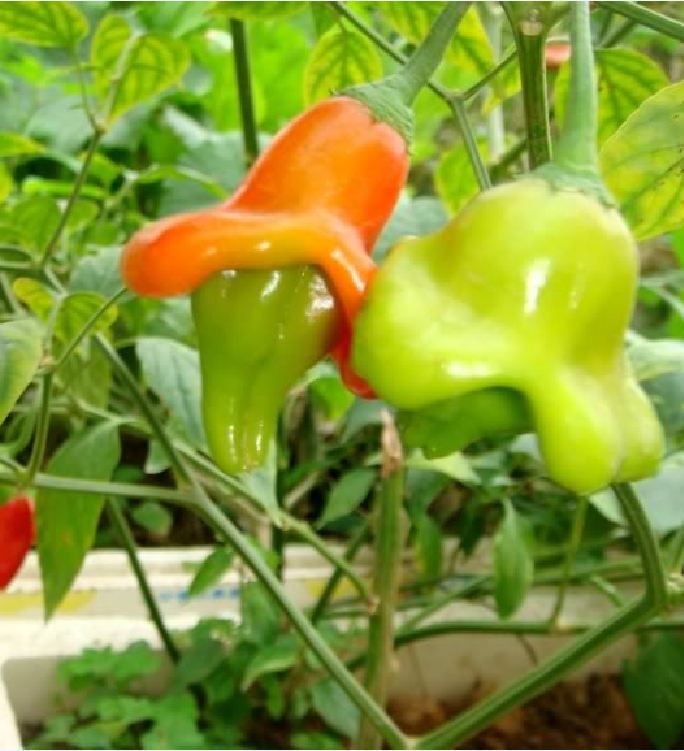 Hạt Giống Ớt Hoa Hồng