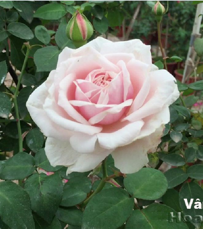 Hạt giống hoa hồng cổ vân khôi