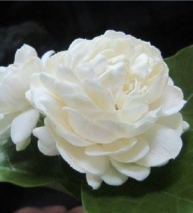 Hạt Giống Hoa Nhài ( Hoa Lài )